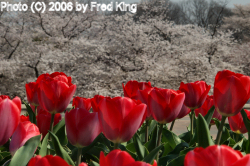 Tulips and Cherry Blossoms, Washington, DC