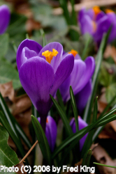 Crocus Blooms, Silver Spring, MD