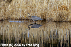 Heron, Chincoteague National Wildlife Refuge, VA