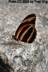 Banded Orange Butterfly, Brookside Gardens, Wheaton, MD