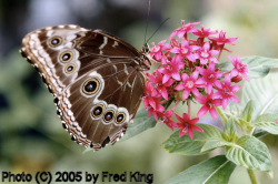 Tawny Owl Butterfly, Brookside Gardens, Wheaton, MD