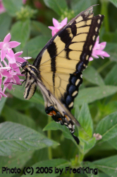 Tiger Swallowtail Butterfly, Brookside Gardens, Wheaton, MD