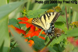 Tiger Swallowtail Butterfly, Brookside Gardens, Wheaton, MD