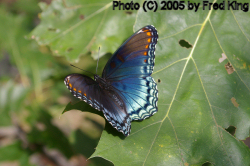 Red Spotted Butterfly, Harpers Ferry Nat'l Park, MD