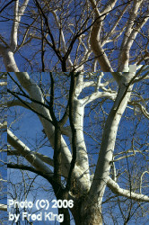 Winter Trees