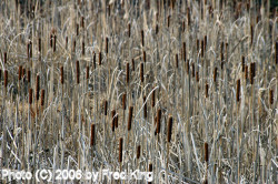 Cattails near Lock 75