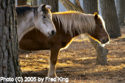 Ponies, Chincoteague