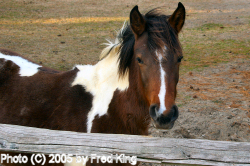 Pony