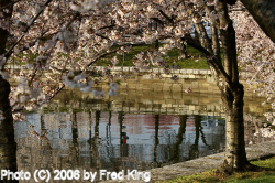 Cherry Trees along the Tidal Basin