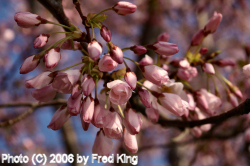 Cherry Blossoms