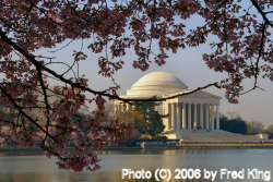 Jefferson Monument through Cherry Trees