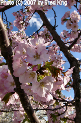 Cherry Blossoms