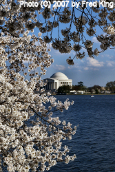 Jefferson Monument and Cherry Blossoms