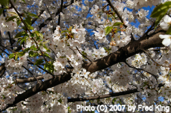 Cherry Blossoms