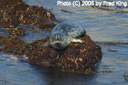 Sea Lion, Point Lobos, CA