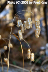 Rattlesnake Grass, Point Lobos, CA