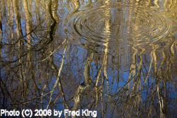 Ripples, C&O Canal, MD