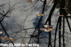 Late fall near Widewater, C&O Canal