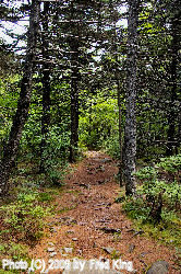 Huckleberry Trail