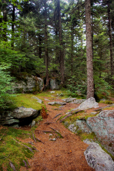 Along the Huckleberry Trail