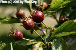 Crabapples