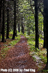 Whispering Spruce Trail Trail