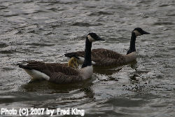 Geese and Goslings