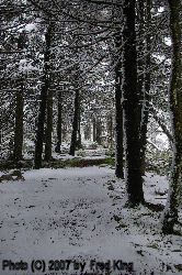Whispering Spruce Trail