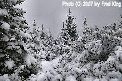 Snow and Trees