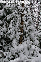 Tree and Snow