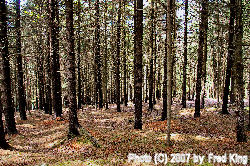 Woods near Spruce Knob Campground