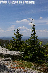 Spruce Trees
