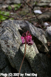 Wild Bleeding Heart