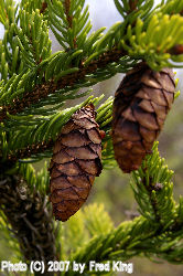 Spruce Cones