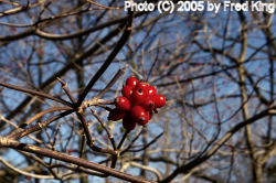 Dogwood Berries, Western Maryland Rail Trail