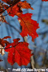 Oak Leaves, Western Maryland Rail Trail