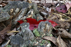 Leaf and Stump, Rocky Gap State Park, MD