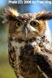 Great Horned Owl, Rocky Gap State Park, MD