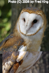 Barn Owl, Rocky Gap State Park, MD