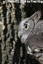 Screech Owl, Rocky Gap State Park, MD