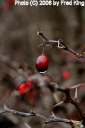 Berry, Rocky Gap State Park, MD