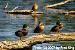 Orange Feet, Rocky Gap State Park, MD
